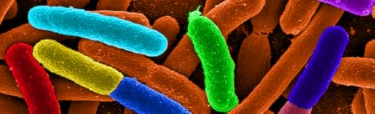 e. coli bacteria
