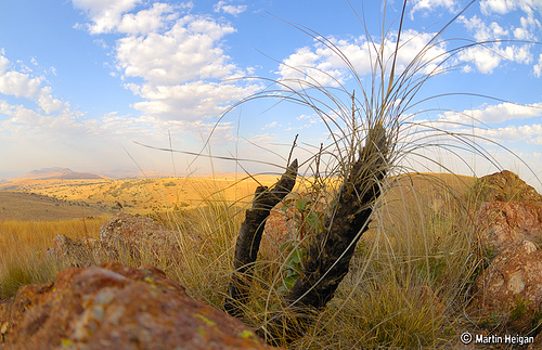 Cradle of Humankind - Flora by Martin_Heigan