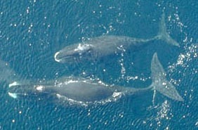 Bowhead whales (Photo by NOAA)