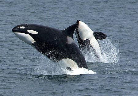 Killer whales (Photo by NOAA)