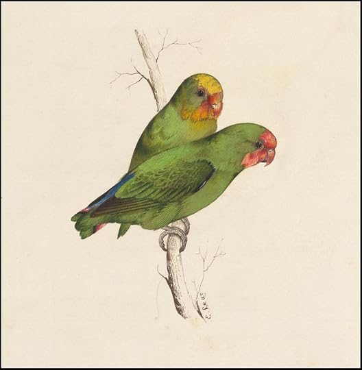 Two small green birds hand - coloured lithograph