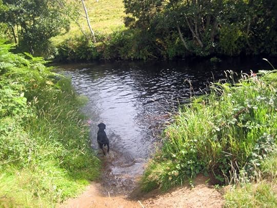 Fetching a stick 1
