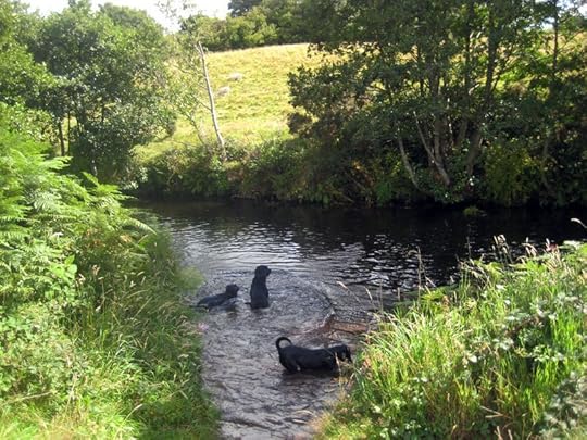 3 more black dogs