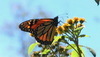 Monarch-wildflower.jpg