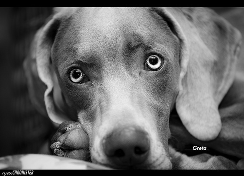 Greta 