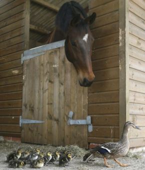 horseandducks Gelding Forced to Adopt Ducks funny dog blog
