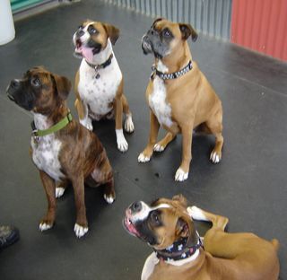 Bevy of Boxers at Daycare