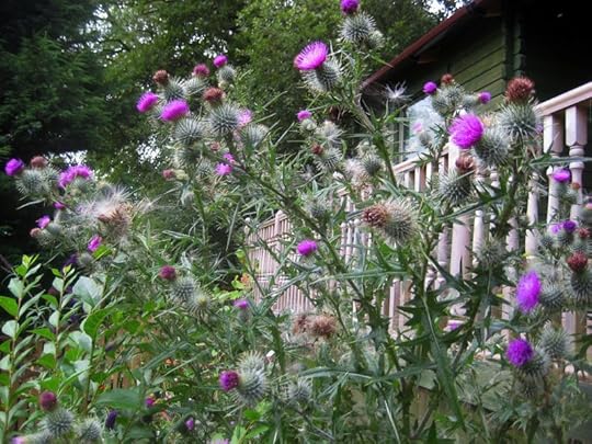 Thistles 2