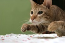 Cat focused on the prize