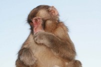 Post image for Hug the Monkey – Just One Thing