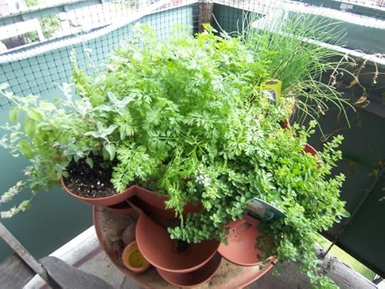 My Vegetable Garden