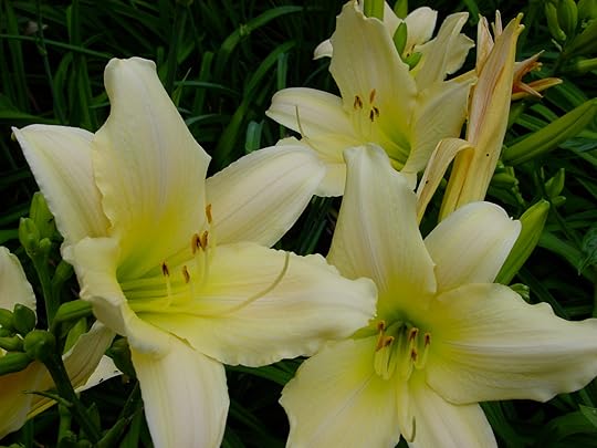 daylily