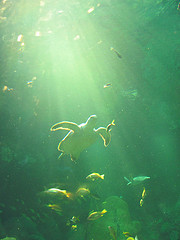 Flying through the water