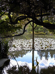 Wisteria Arbor at the Japanese Gardens