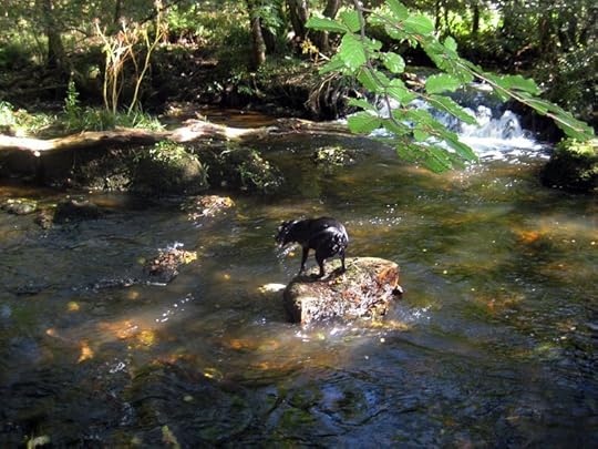 Tilly in the river3