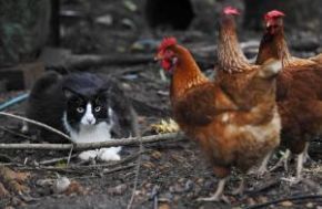 catchicken Cat Thinks Its a Chick funny dog blog