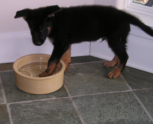 magic standing in water bowl