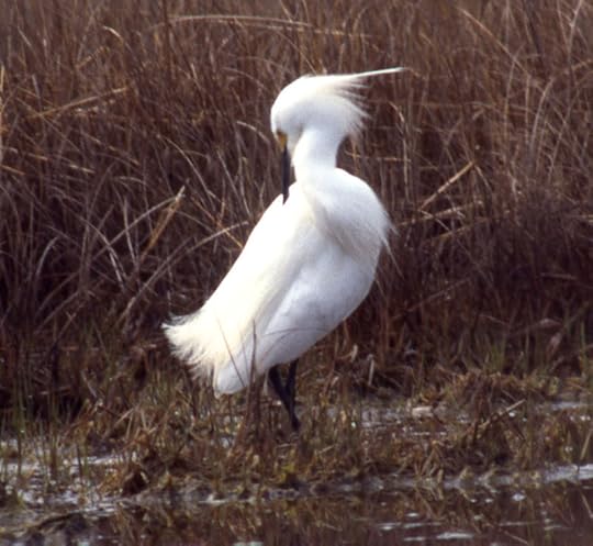 10 May 1995. Hammonasset State Park, CT, USA, Photo copyright Ray Schwartz, used by permission..