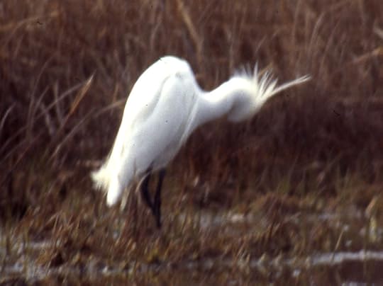 10 May 1995. Hammonasset State Park, CT, USA, Photo copyright Ray Schwartz, used by permission..