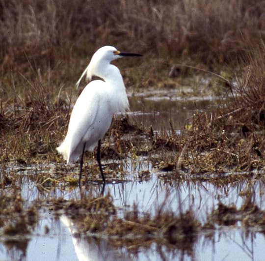 10 May 1995. Hammonasset State Park, CT, USA, Photo copyright Ray Schwartz, used by permission..