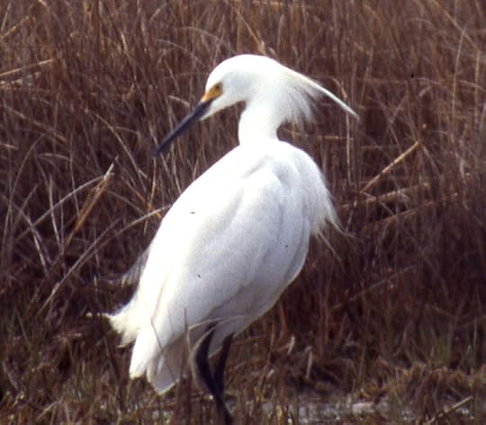 10 May 1995. Hammonasset State Park, CT, USA, Photo copyright Ray Schwartz, used by permission..