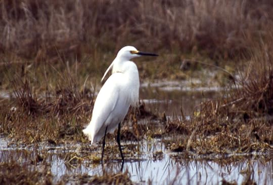 10 May 1995. Hammonasset State Park, CT, USA, Photo copyright Ray Schwartz, used by permission..