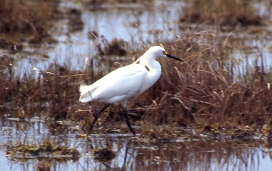 10 May 1995. Hammonasset State Park, CT, USA, Photo copyright Ray Schwartz, used by permission..