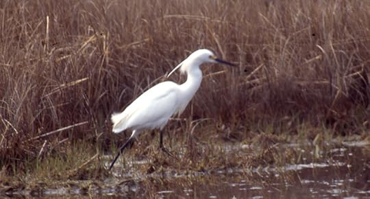 10 May 1995. Hammonasset State Park, CT, USA, Photo copyright Ray Schwartz, used by permission..