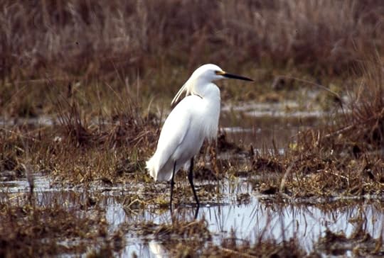 10 May 1995. Hammonasset State Park, CT, USA, Photo copyright Ray Schwartz, used by permission..