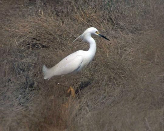 Snowy-like Egret with long head plumes. Hammonasset State Park, CT. Photo copyright Mark Szantyr, used by permission.