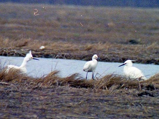 Hampton, New Hampshire, 29 April 1990. Photo copyright Steve Mirick, used by permission.