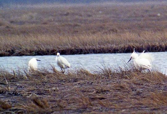 Hampton, New Hampshire, 29 April 1990. Photo copyright Steve Mirick, used by permission.