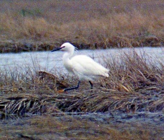 Hampton, New Hampshire, 29 April 1990. Photo copyright Steve Mirick, used by permission.