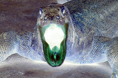 komodo dragon