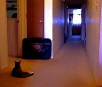 Suitcase in hall with cat