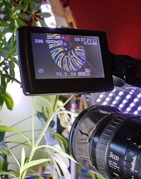 Metamorphosis-LadAllenHomeSetup-5-caterpillar-hanging.jpg