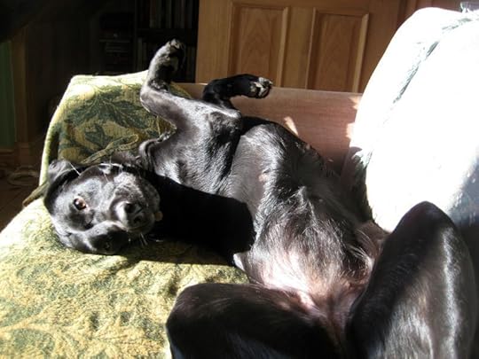 Silly tilly
