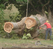 Ancient pecan tree being taken down