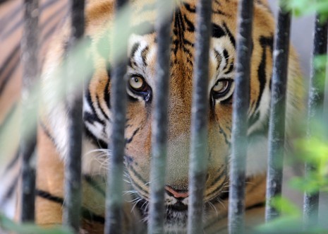 bengal-tiger.jpg