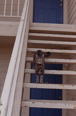 cat on apartment stairs
