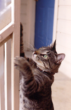 cat reaching up