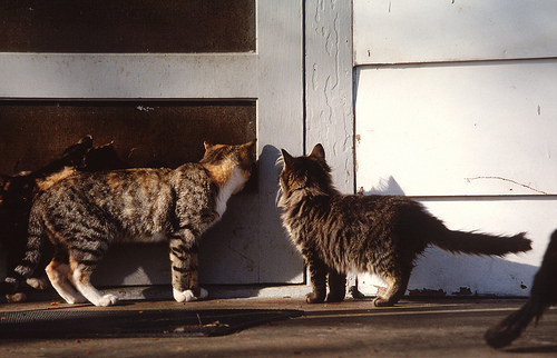 kittens at door