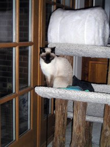 8-15 Seren's Cushy Life