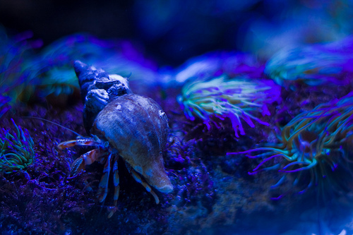 Hermit Crab