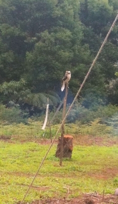 Kookaburra