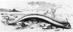 Giant_oarfish_bermuda_beach_1860