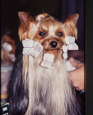 Yorkie in papers