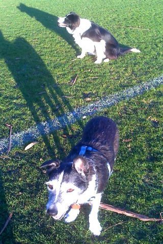 Miss Mia (foreground) and Lachie