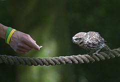 Hawk Conservancy Trust, Andover by MarilynJane