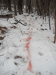 blood